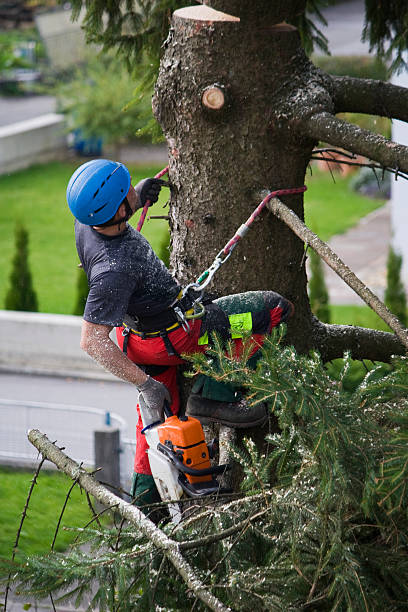 Best Hazardous Tree Removal  in Belton, TX