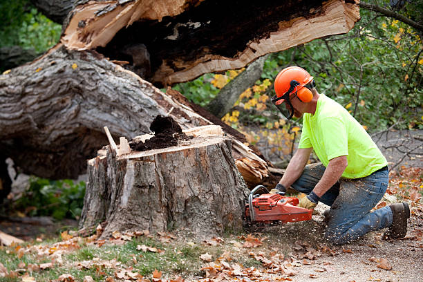 Best Tree Disease Treatment  in Belton, TX