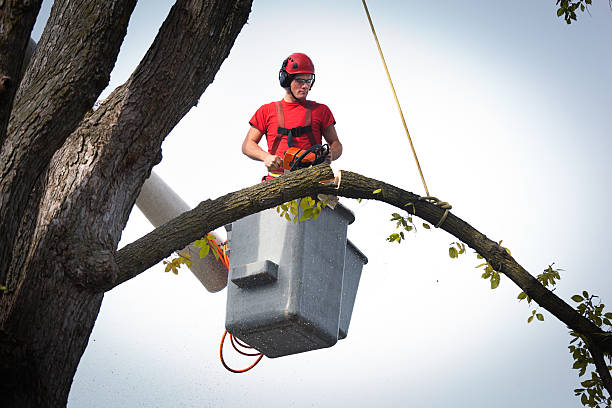 Best Tree Maintenance Programs  in Belton, TX