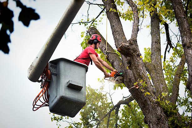 How Our Tree Care Process Works  in  Belton, TX