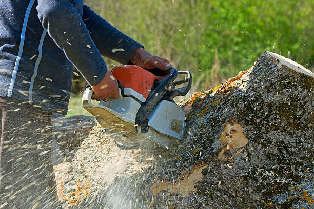 Trusted Belton, TX Tree Care  Experts